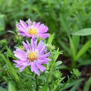 Symphyotrichum novi-belgii 'Heinz Richard' ---